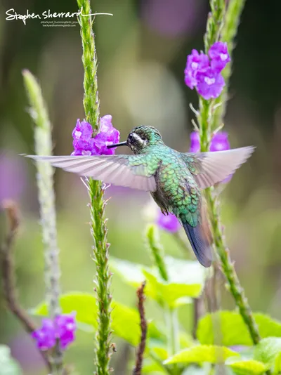 Hummingbirds of Costa Rica
